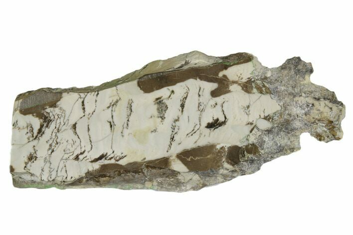 Polished Mesoproterozoic Stromatolite - Siberia #180001